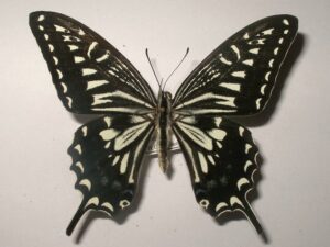 Papilio xuthus