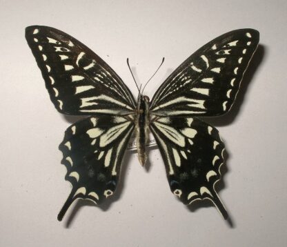 Papilio xuthus