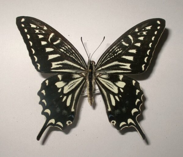 Papilio xuthus