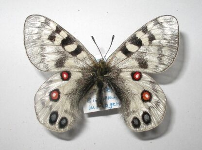 Parnassius imperator