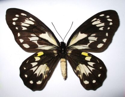 Ornithoptera victoriae rubianus