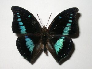Charaxes porthos