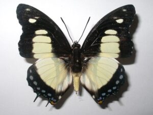 Charaxes nobilis