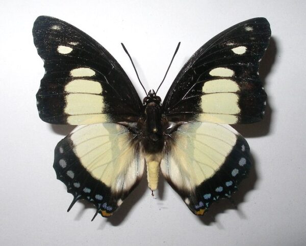 Charaxes nobilis