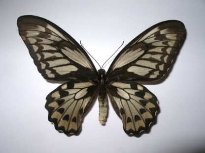 Ornithoptera croesus lydius