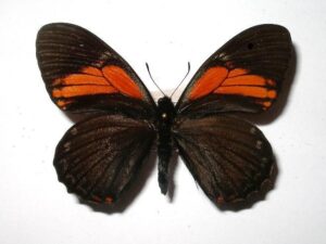 Papilio euterpinus