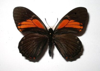 Papilio euterpinus