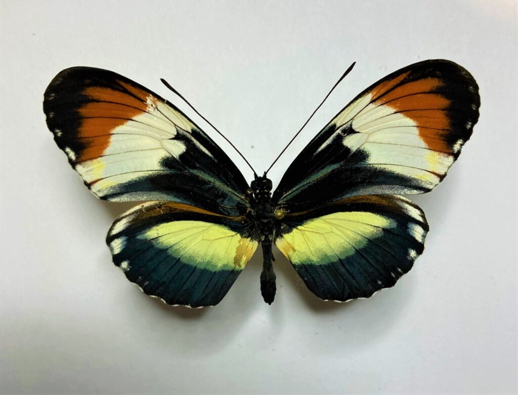 Heliconiidae