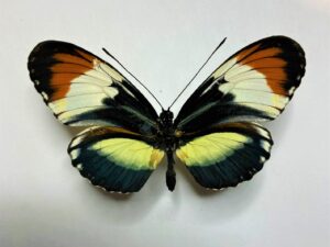 Heliconiidae