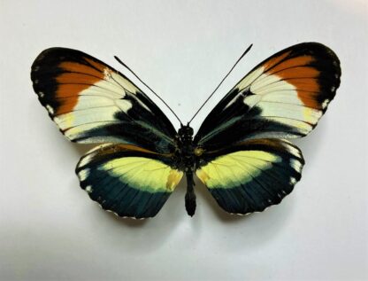 Heliconiidae