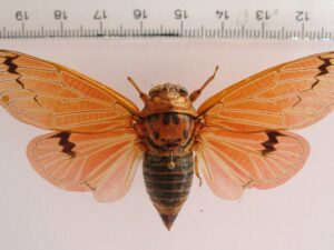 Psalochmarias rugipennis