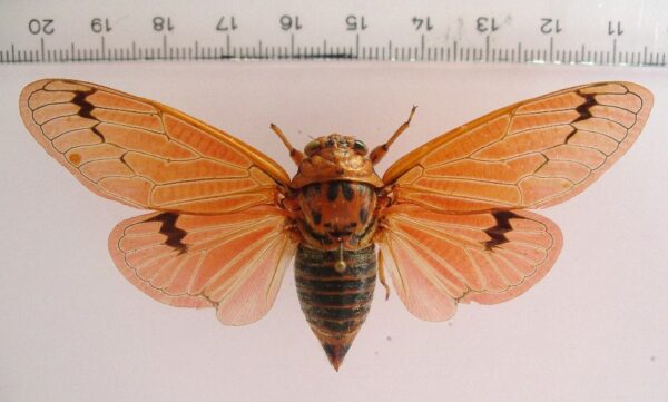 Psalochmarias rugipennis