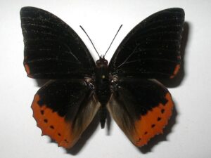Charaxes protoclea
