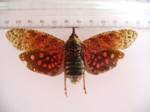 Zikade sp.3