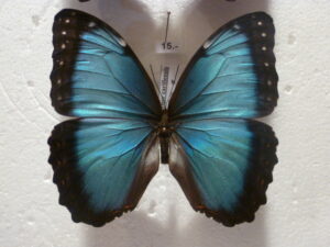 Morpho helenor carillensis