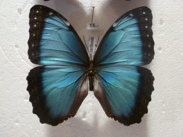 Morpho helenor carillensis