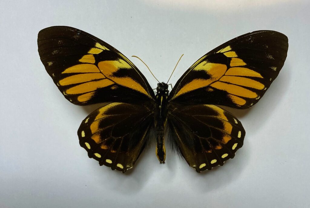 Papilio bachus