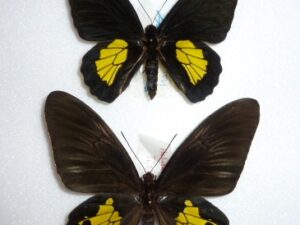 Troides criton