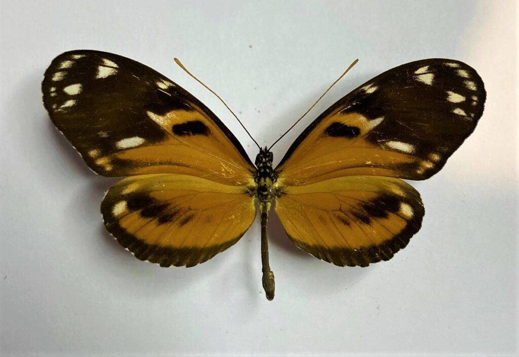 Heliconius ismenius