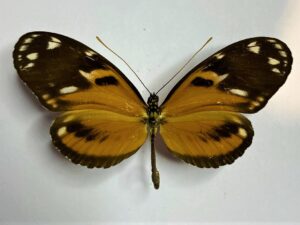 Heliconius ismenius