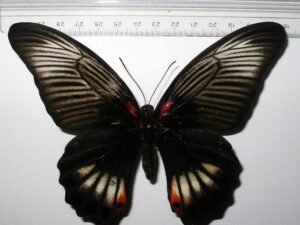 Papilio memnon