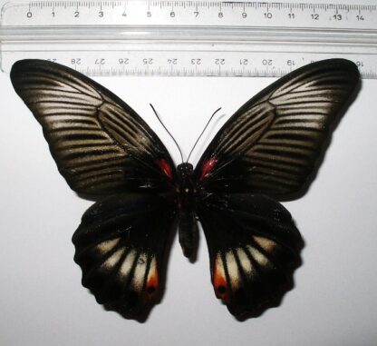 Papilio memnon