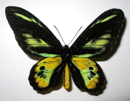 Ornithoptera rothschildi