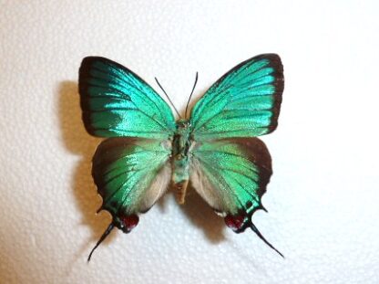 Lycaenidae sp.6