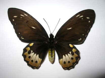 Ornithoptera priamus poseidon