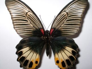 Papilio memnon