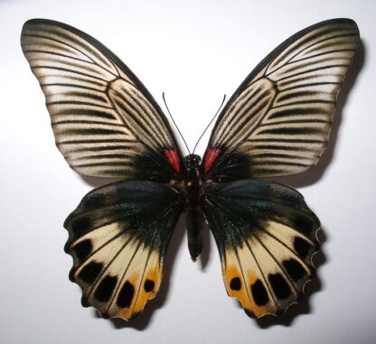 Papilio memnon
