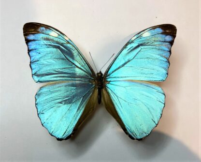 Morpho uraneis