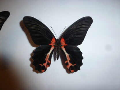 Papilio rumanzovia