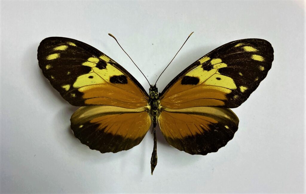 Heliconius numata?
