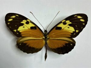 Heliconius numata?