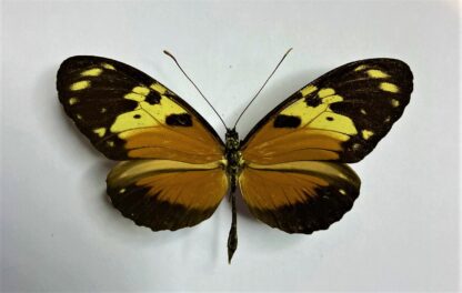 Heliconius numata?