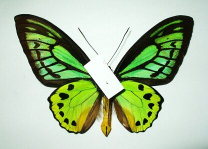Ornithoptera priamus