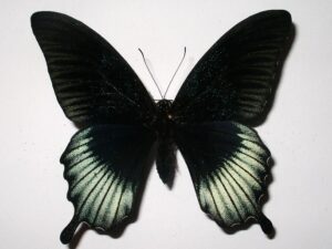 Papilio lowi