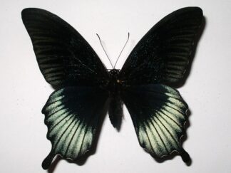 Papilio lowi
