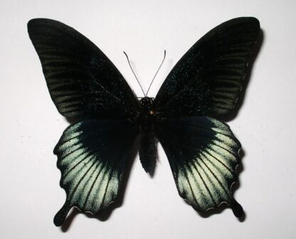 Papilio lowi