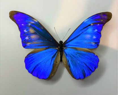 Morpho cacia paradisaca