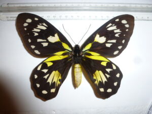 Ornithoptera victoriae regiane