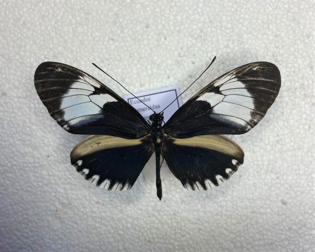 Heliconiidae