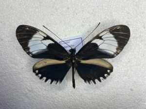 Heliconiidae