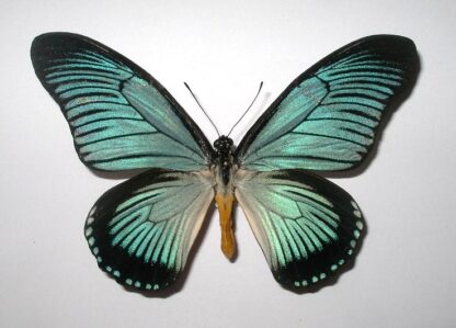 Papilio zalmoxis