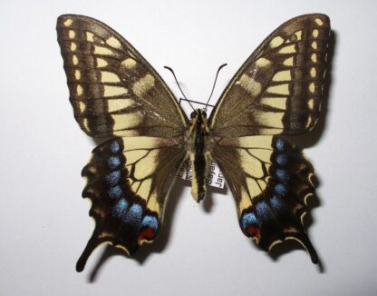 Papilio hippokrates