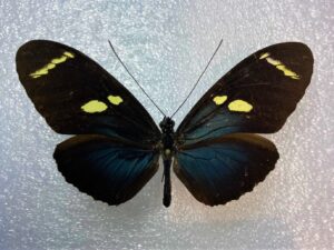 Heliconius wallacei