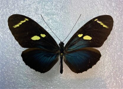 Heliconius wallacei