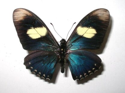 Eurytides pausianas