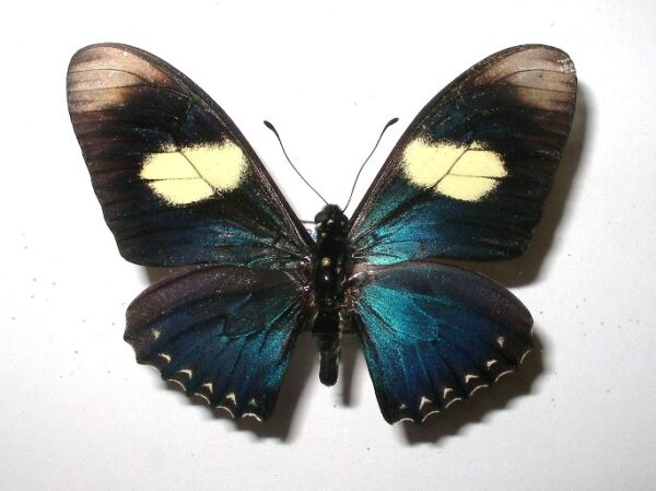 Eurytides pausianas